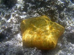 Great light and texture. Pin cushion starfish- Mounu Isla... by Don Bruschera 